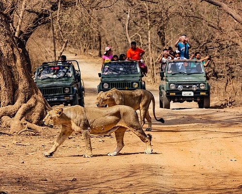Wildlife