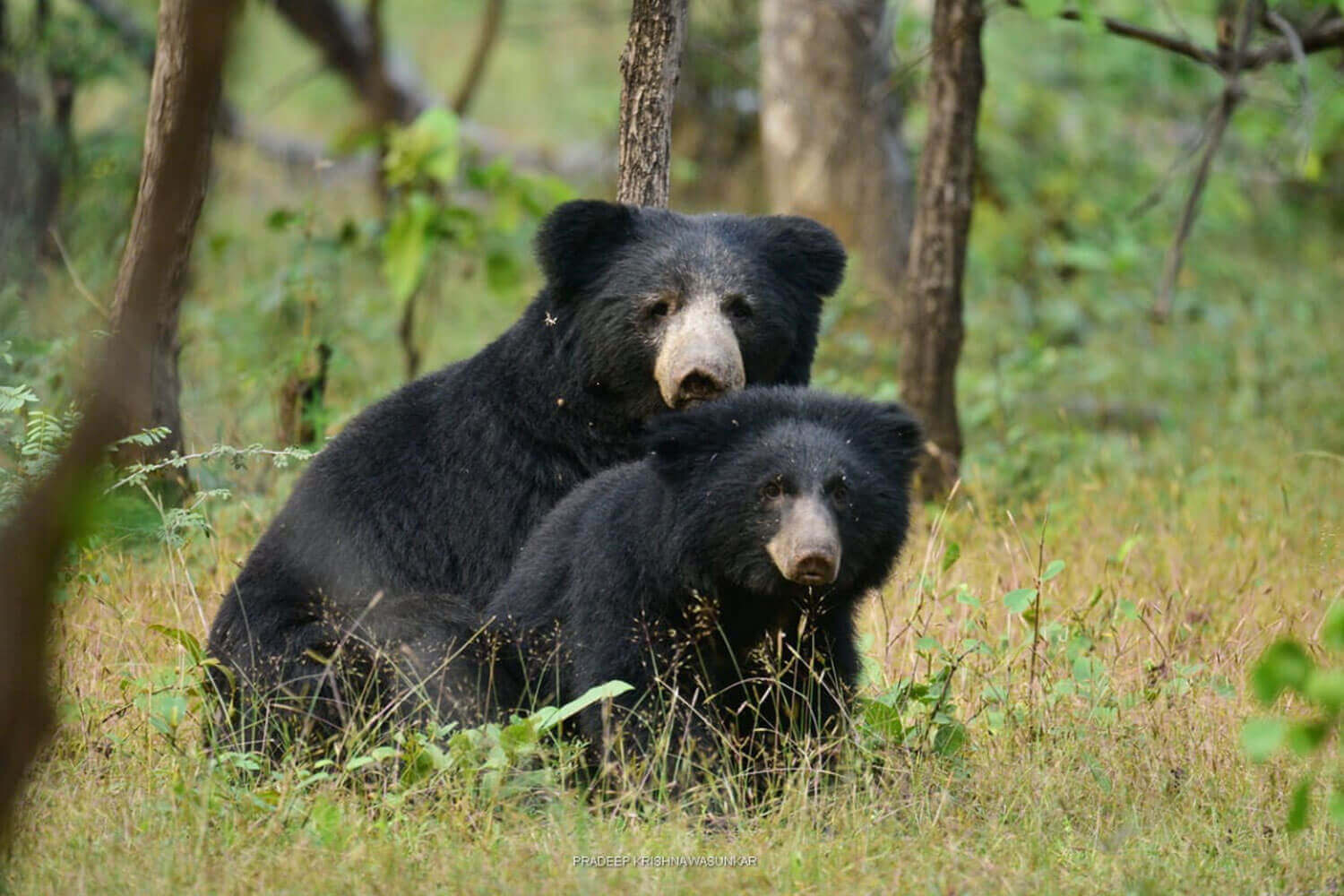 Bandhavgarh National Park