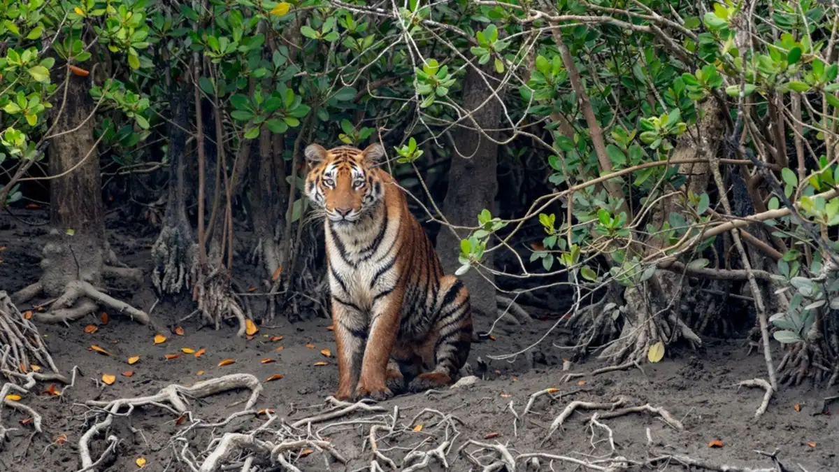 Sundarbans